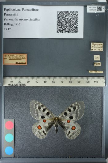 Media type: image;   Entomology 175276